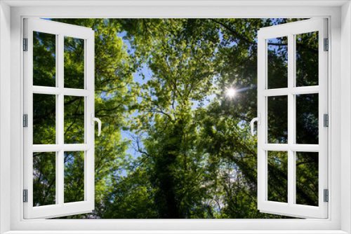 Fototapeta Naklejka Na Ścianę Okno 3D - Soleil à travers les arbres