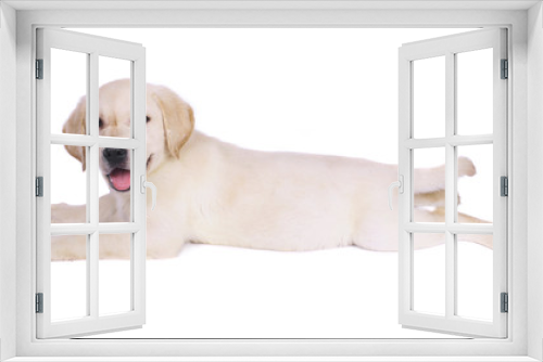 Fototapeta Naklejka Na Ścianę Okno 3D - Labrador retriever puppy.