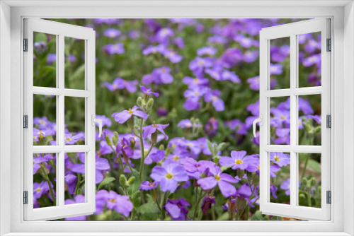 Fototapeta Naklejka Na Ścianę Okno 3D - purple flowers of lobelia