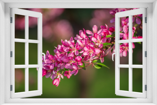 Fototapeta Naklejka Na Ścianę Okno 3D - Red apple blossoms