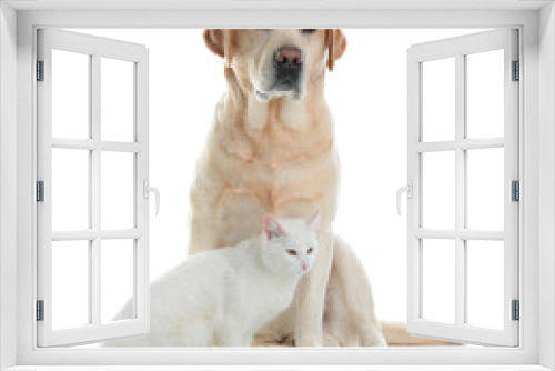 Fototapeta Naklejka Na Ścianę Okno 3D - Adorable dog and cat together on white background. Friends forever