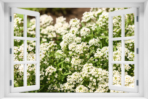 Fototapeta Naklejka Na Ścianę Okno 3D - Beautiful spring flowers in garden on sunny day