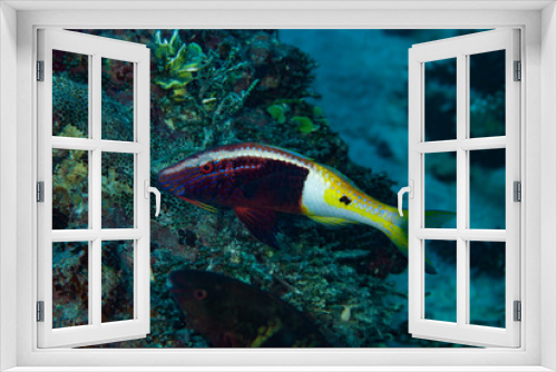 Fototapeta Naklejka Na Ścianę Okno 3D - Half and Half Goatfish Parupeneus barberinoides