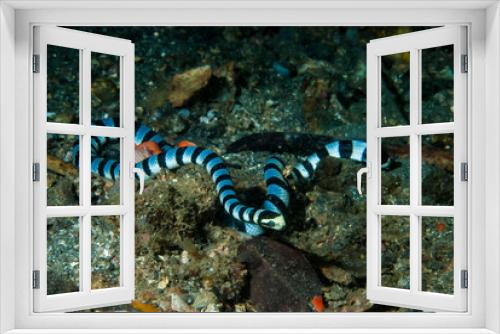 Fototapeta Naklejka Na Ścianę Okno 3D - Banded Sea Krait Laticauda colubrina