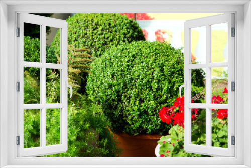 Fototapeta Naklejka Na Ścianę Okno 3D - flowerpots with evergreen boxwood bushes and other greenery, close-up.