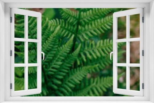 Fototapeta Naklejka Na Ścianę Okno 3D - green fern leaves