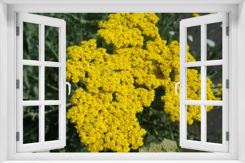 Fototapeta Naklejka Na Ścianę Okno 3D - Gelbe Schafgarbe Blüte