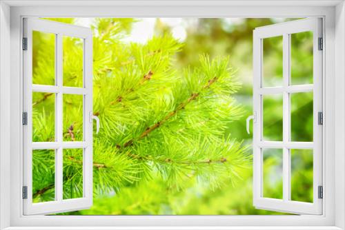 Fototapeta Naklejka Na Ścianę Okno 3D - green tree branch or branch spruce. Tree branch for background or texture decoration. real treasure of Christmas holidays. toning