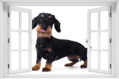 Fototapeta Naklejka Na Ścianę Okno 3D - Cute adult black tan wirehaire Dachshund dog, standing side ways. Looking cheeky to the lens with brown eyes. Isolated on white background. Sticking out tongue.
