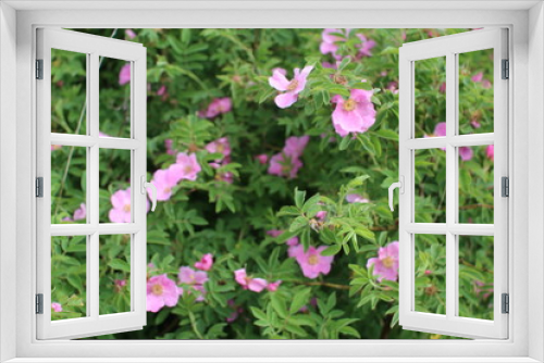 Fototapeta Naklejka Na Ścianę Okno 3D - pink flowers in garden
