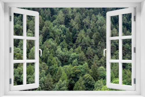 Fototapeta Naklejka Na Ścianę Okno 3D - General view of forest pine trees