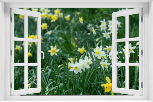Fototapeta Naklejka Na Ścianę Okno 3D - Yellow golden and white wild Daffodils Narcissus (Narcissus pseudonarcissus). York, England