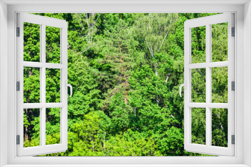 Fototapeta Naklejka Na Ścianę Okno 3D - dense greenwood in sunny summer day