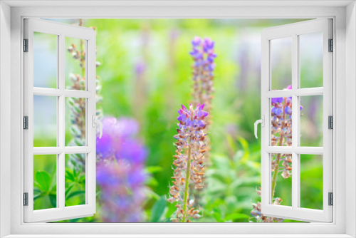 Fototapeta Naklejka Na Ścianę Okno 3D - purple flowers - blurred summer background
