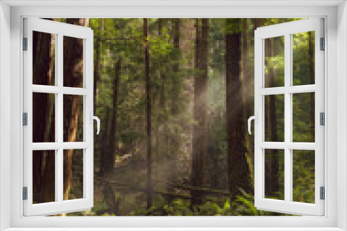 Fototapeta Naklejka Na Ścianę Okno 3D - Fog and light rays in the redwood forests of Northern California