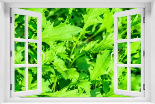 Fototapeta Naklejka Na Ścianę Okno 3D - green salad arugula background texture