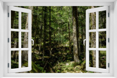 Fototapeta Naklejka Na Ścianę Okno 3D - Calm and mystical forest