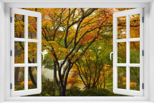 Fototapeta Naklejka Na Ścianę Okno 3D - Canopy of Japanese Maple Trees in the Fall 2