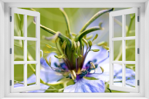 Fototapeta Naklejka Na Ścianę Okno 3D - Close-up image of a nigella flower (Nigella damascena).