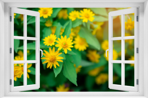 Fototapeta Naklejka Na Ścianę Okno 3D - dramatic close up beautiful Little Yellow Star flower (Melampodium divaricatum) on green garden background