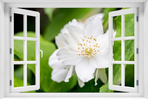 Fototapeta Naklejka Na Ścianę Okno 3D - Blooming English dogwood, beautiful delicate white flowers, close-up. Philadelphus coronarius macro petals and stamens