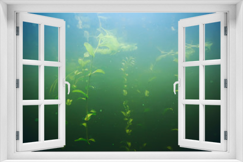 Fototapeta Naklejka Na Ścianę Okno 3D - green grass underwater