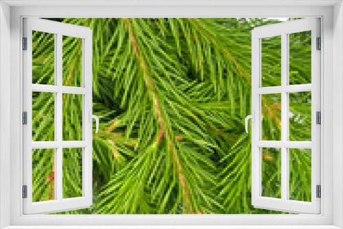 Fototapeta Naklejka Na Ścianę Okno 3D - Spruce branch isolated on white background. Green fir. Christmas tree
