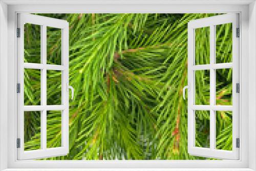 Fototapeta Naklejka Na Ścianę Okno 3D - Spruce branch isolated on white background. Green fir. Christmas Tree Branches texture close up