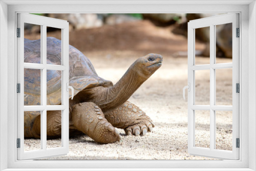 Fototapeta Naklejka Na Ścianę Okno 3D - Giant turtles, dipsochelys gigantea in tropical island Mauritius
