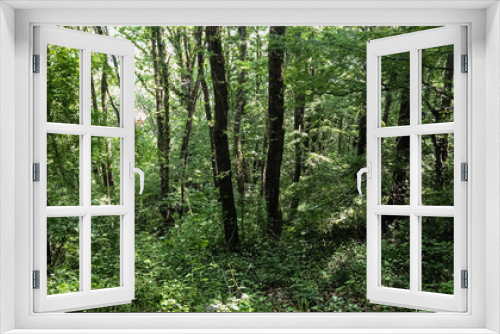 Fototapeta Naklejka Na Ścianę Okno 3D - summer day in the deciduous forest of the North Caucasus