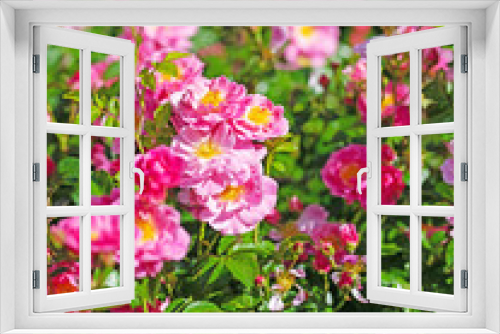 Fototapeta Naklejka Na Ścianę Okno 3D - Blühende Buschrosen im Garten