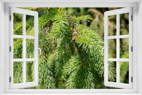Fototapeta Naklejka Na Ścianę Okno 3D - Evergreen fir trees branch background