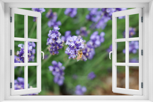 Fototapeta Naklejka Na Ścianę Okno 3D - ラベンダーの蜜を吸うかわいい蜂