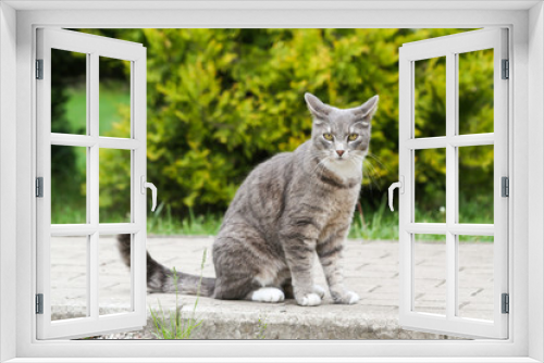 Fototapeta Naklejka Na Ścianę Okno 3D - Beautiful outdoor countryside home view of grey cat sitting and watching.