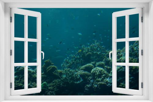 Fototapeta Naklejka Na Ścianę Okno 3D - Sealife. Underwater. Fish.