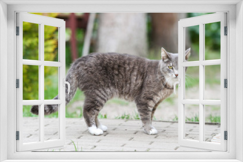 Fototapeta Naklejka Na Ścianę Okno 3D - Beautiful outdoor countryside home view of grey cat standing and watching.