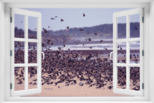 Fototapeta Naklejka Na Ścianę Okno 3D - A huge flock of birds of swallows over the coast of the Atlantic Ocean. USA. Maine.