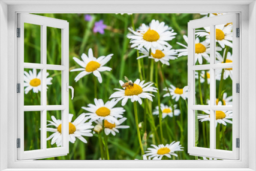 Fototapeta Naklejka Na Ścianę Okno 3D - Wild Daisies Growing in a Meadow in Rural Latvia in Summer with a Bee