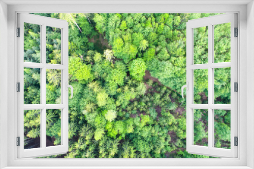 Fototapeta Naklejka Na Ścianę Okno 3D - top view of the forest, nature background