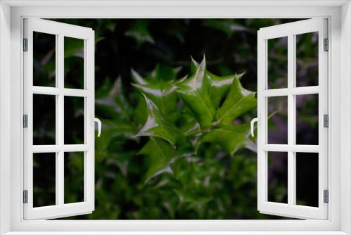 Fototapeta Naklejka Na Ścianę Okno 3D - Green leaves of a holly bush.