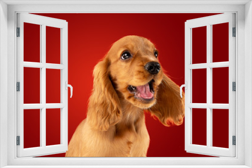 Fototapeta Naklejka Na Ścianę Okno 3D - Perfect companion on the way. English cocker spaniel young dog is posing. Cute playful braun doggy or pet is sitting full of attention isolated on red background. Concept of motion, action, movement.