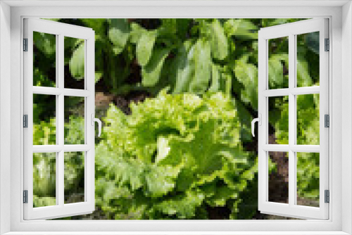 Fototapeta Naklejka Na Ścianę Okno 3D - Bio-Gemüsebeet