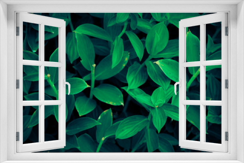 Fototapeta Naklejka Na Ścianę Okno 3D - Dark green foliage, Beautiful green leaf, Tropical leaves, dark green background, natural background