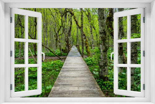 Fototapeta Naklejka Na Ścianę Okno 3D - Montenegro, Endless wooden walkway path through green unspoiled rainforest nature landscape and mire of biogradska gora national park