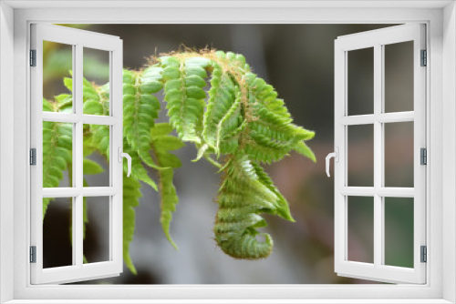 Fototapeta Naklejka Na Ścianę Okno 3D - greenery and flowers