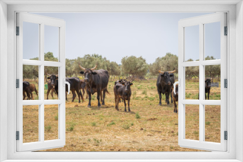 Fototapeta Naklejka Na Ścianę Okno 3D - Saint-Bres, France - 06 06 2019: Herd of Camargue bulls