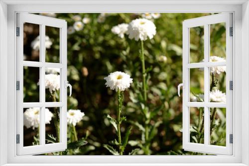 Fototapeta Naklejka Na Ścianę Okno 3D - White chrysanthemums in the summer garden on a bright sunny day