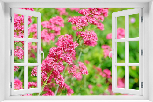 Fototapeta Naklejka Na Ścianę Okno 3D - Blühende Spornblume, Centranthus