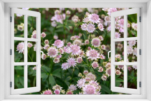 Fototapeta Naklejka Na Ścianę Okno 3D - Blooming Astrantia major Rosa Lee masterwort in summer garden.