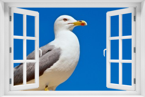 Fototapeta Naklejka Na Ścianę Okno 3D - Beautiful adult seagull in front of blue sky